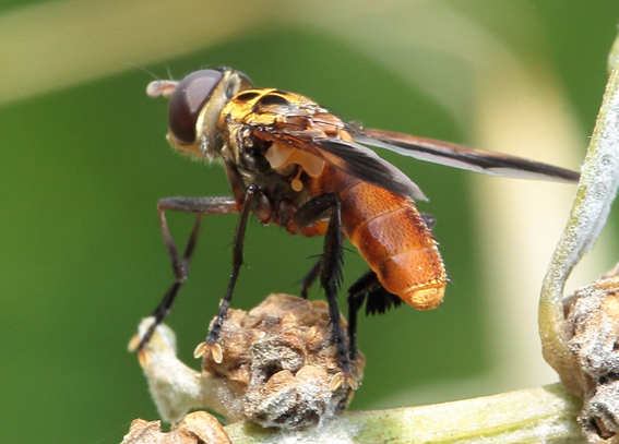 Trichopoda pennipes